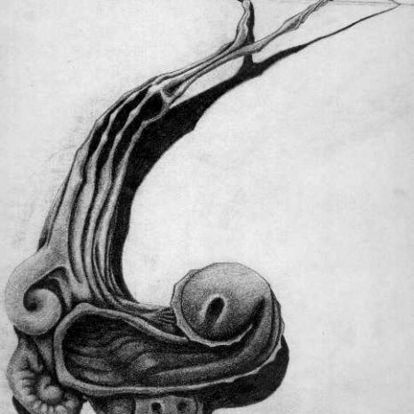Mollusk drawing