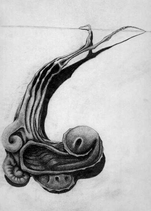 Mollusk drawing